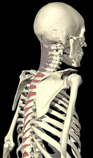 Ligaments of the Neck